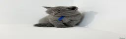 British Shorthair cats for sale: GCCF British short hair boy  - Advert 4