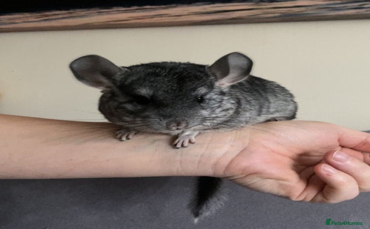 Chinchilla rodents - Advert 1
