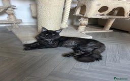 Maine Coon cats for sale: Beautiful Full breed Maine Coon GCCF - Image 3