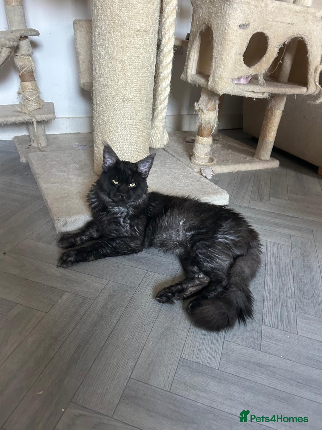 Maine Coon cats for sale: Beautiful Full breed Maine Coon GCCF - Image 3