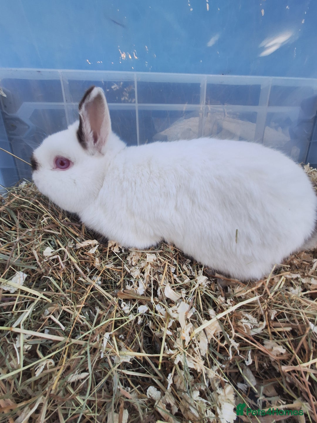 Netherland Dwarf rabbits for sale: 4 Netherland dwarf buck rabbits for sale £40 each  - Advert 3