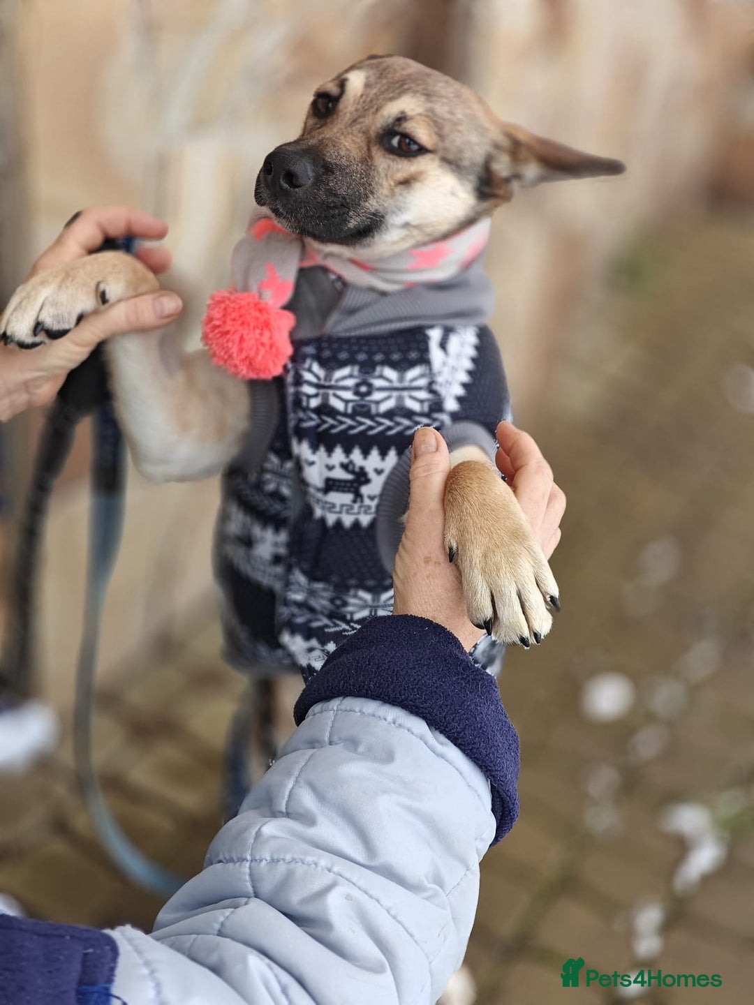 Mixed Breed dogs for adoption: ❤️TESSA – Soft and Gentle Puppy❤️ - Advert 18
