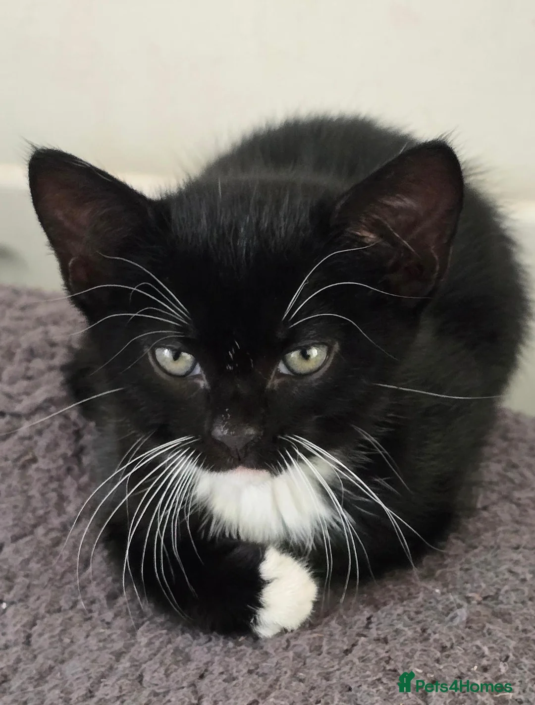Mixed Breed cats for sale: Pretty black and white female kitten - Advert 6