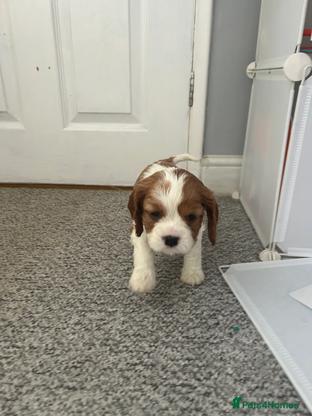 Gallery Image {{count}}