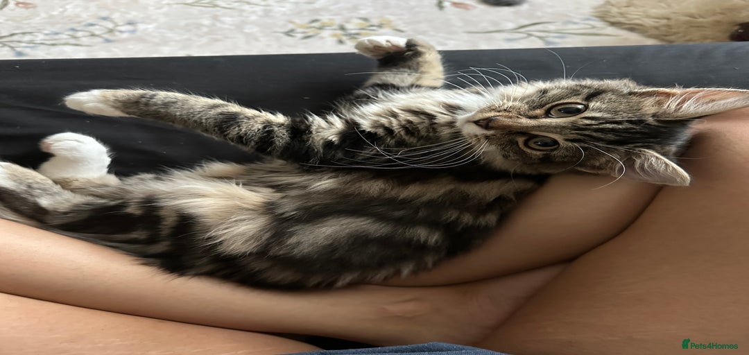 Gallery Image {{count}}