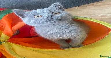 British Shorthair cats - Advert 5