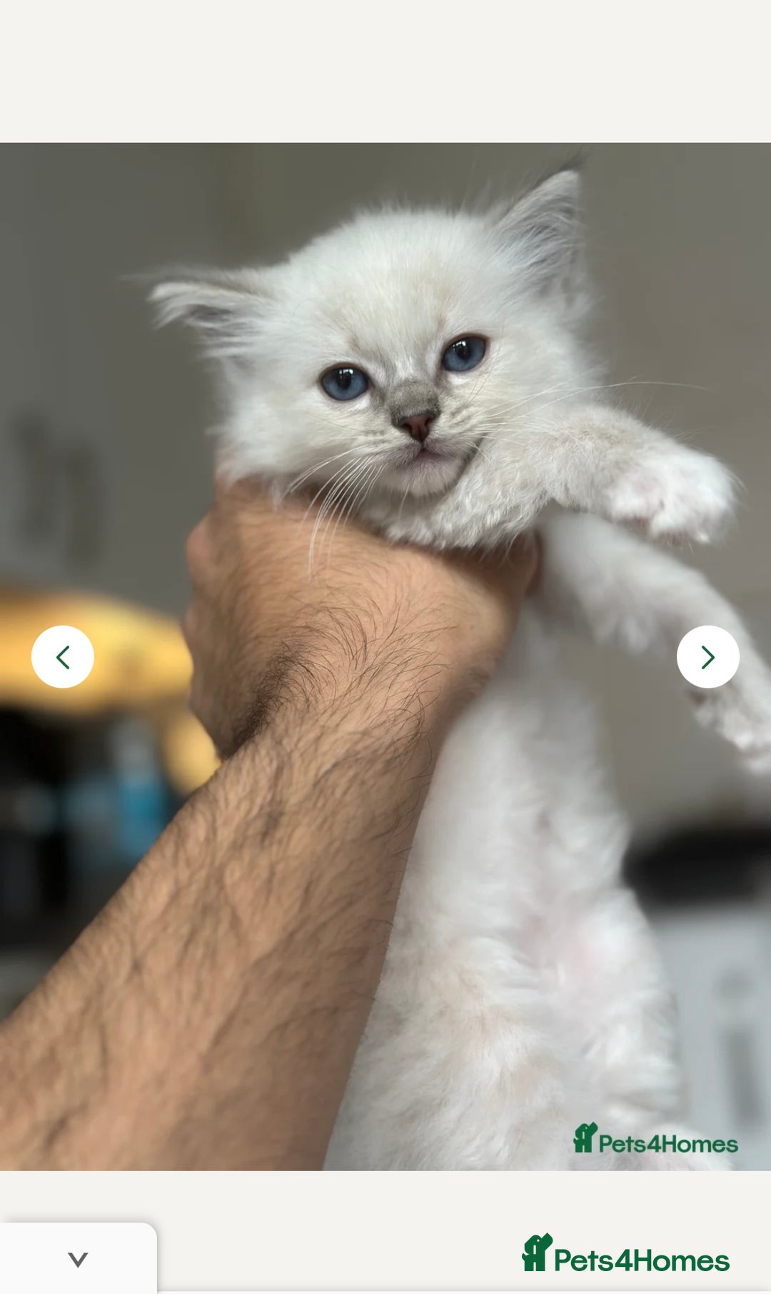 Ragdoll cats for sale: Gorgeous Rare White boy and blue mitted boy  - Image 8