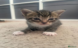 Domestic Shorthair cats for sale: Domestic shorthair - Image 11