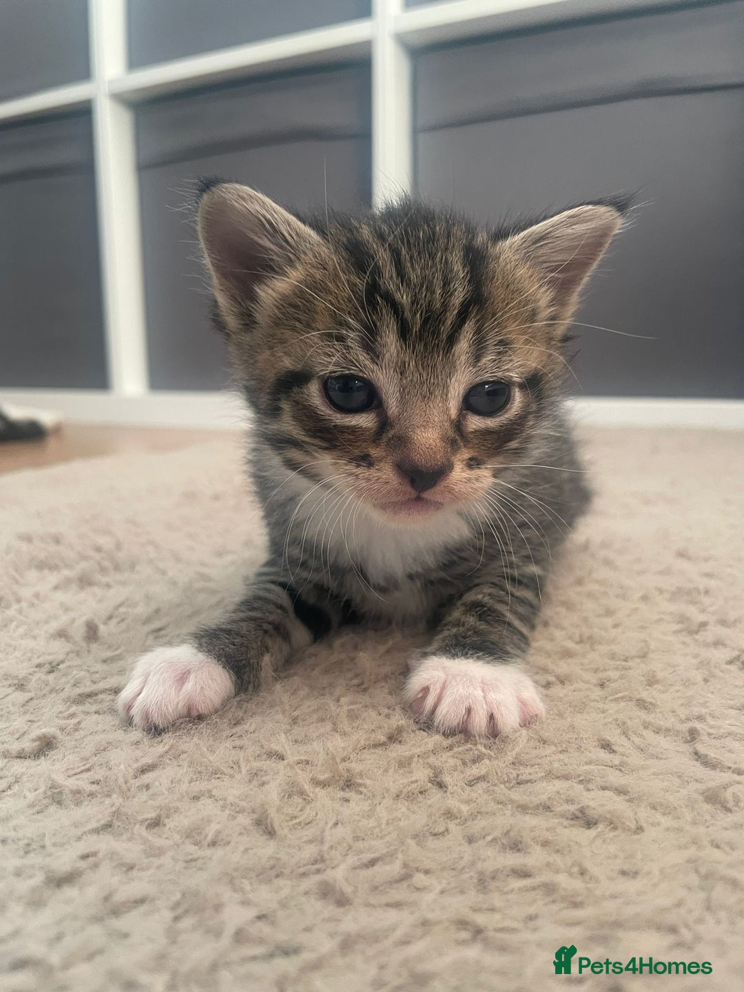 Domestic Shorthair cats for sale: Domestic shorthair - Image 11