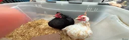 Chickens poultry for sale: Serama Chicks  - Advert 6