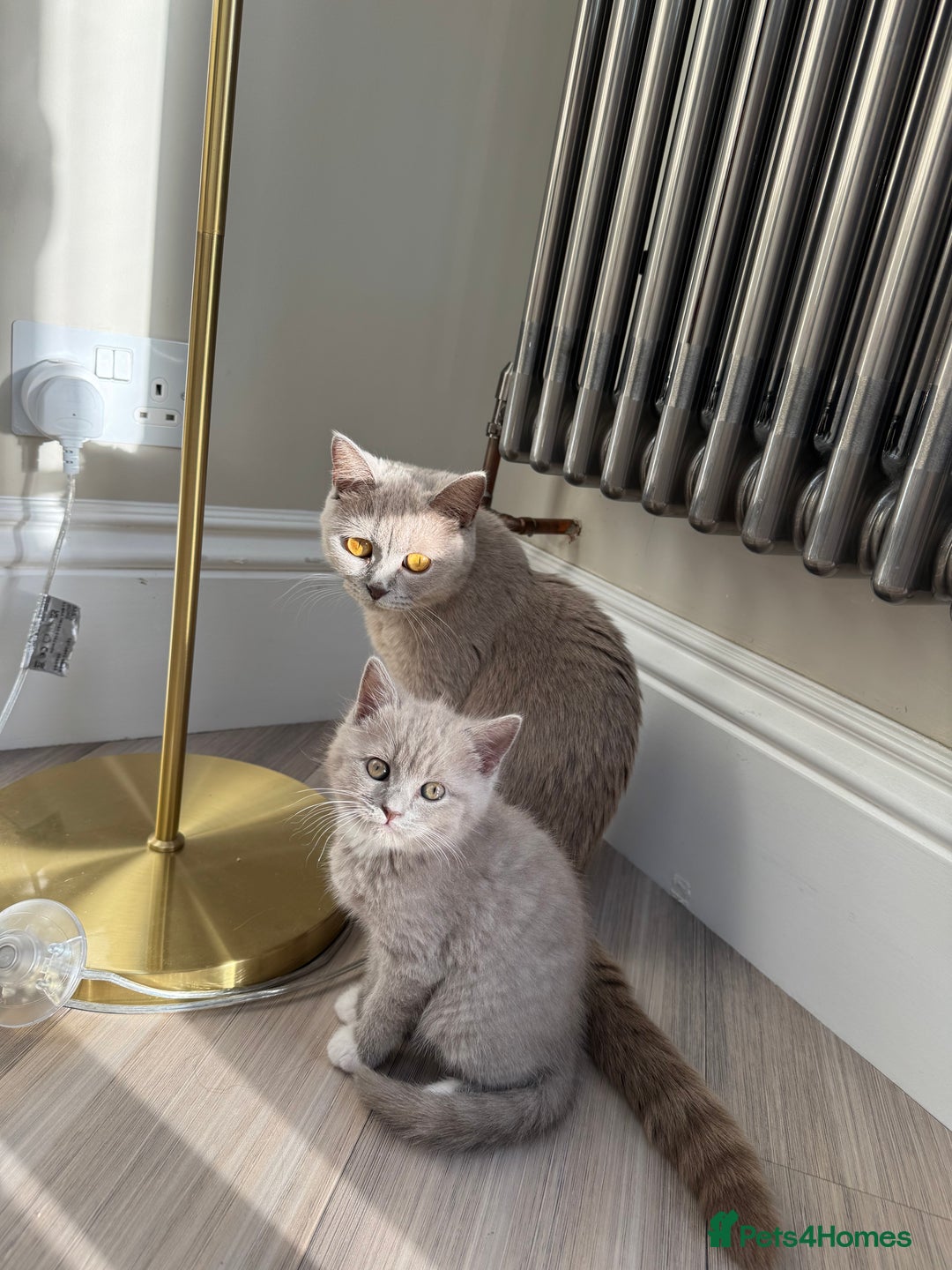 British Shorthair cats for sale: British shorthair kittens for sale  - Advert 3