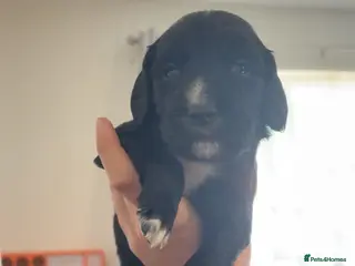 English Springer Spaniel dogs Springer spaniel puppy - Advert 1