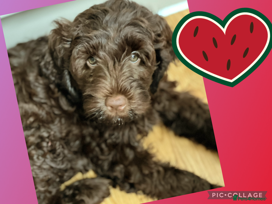 Australian Labradoodle dogs for sale: 1 girl left Adorable ♥️ Australian Labradoodles  - Image 1