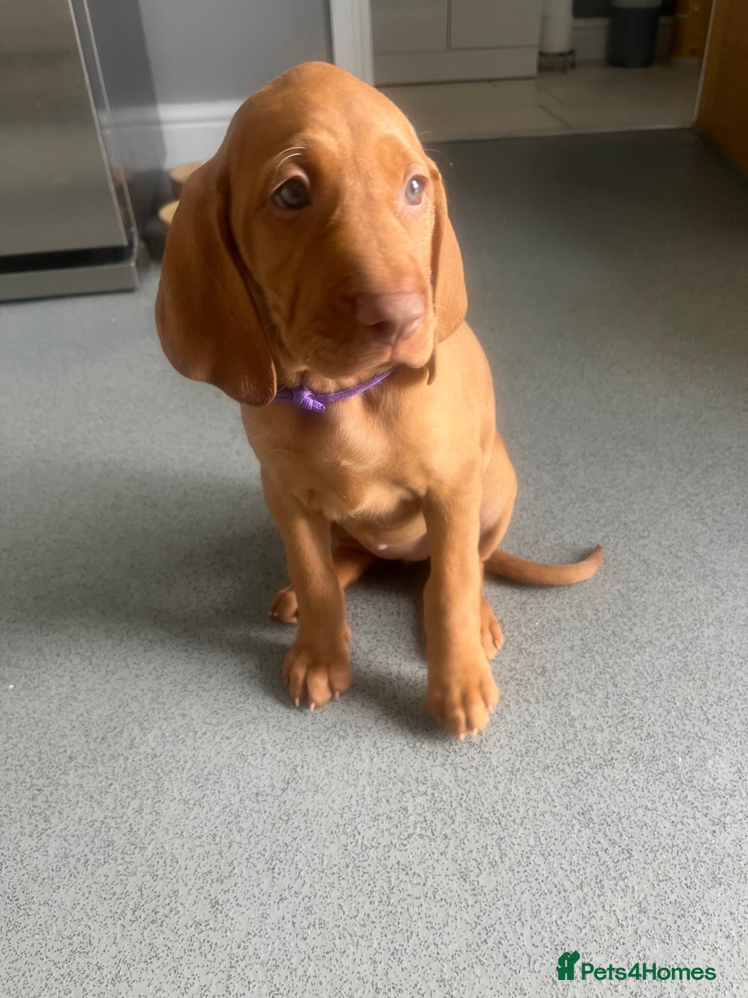 Hungarian Vizsla dogs for sale: Hungarian Vizsla puppies   - Image 9