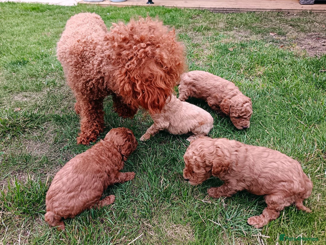 Toy Poodle dogs for sale: Charming Toy Poodle Puppies - Image 22