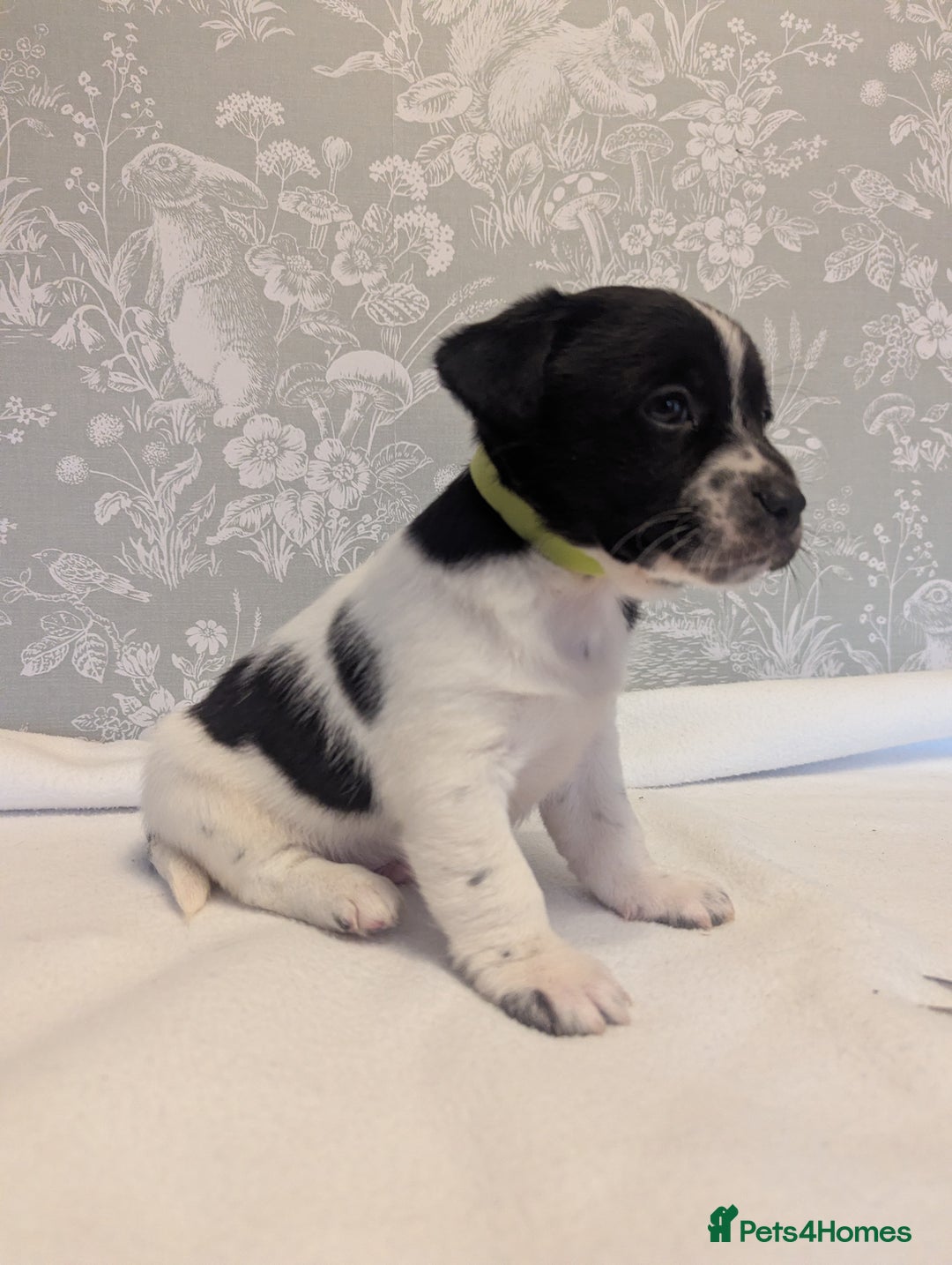 Jack Russell dogs for sale: Jack Russell puppies  - Advert 10