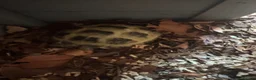 Tortoise reptiles for sale: Horsefield tortoise  in Littleborough - Advert 3