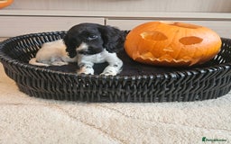 Cocker Spaniel dogs for sale: Working type cocker spaniels. Merle and Roan - Image 13