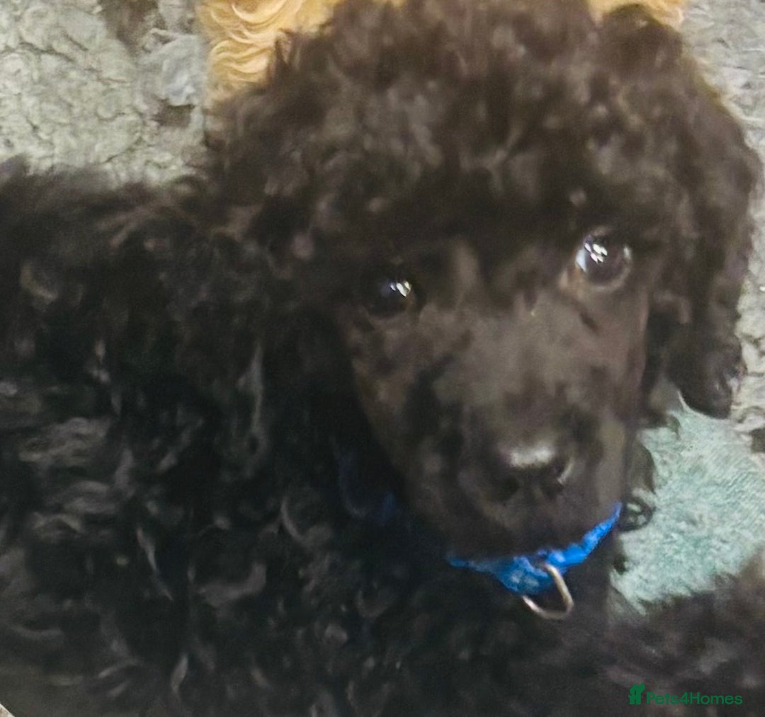 Standard Poodle dogs for sale: KC REG STANDARD POODLES - Advert 2