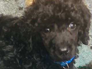 Standard Poodle dogs KC REG STANDARD POODLES - Advert 2
