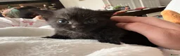 Mixed Breed cats for sale: Black and white female kitten  - Advert 13
