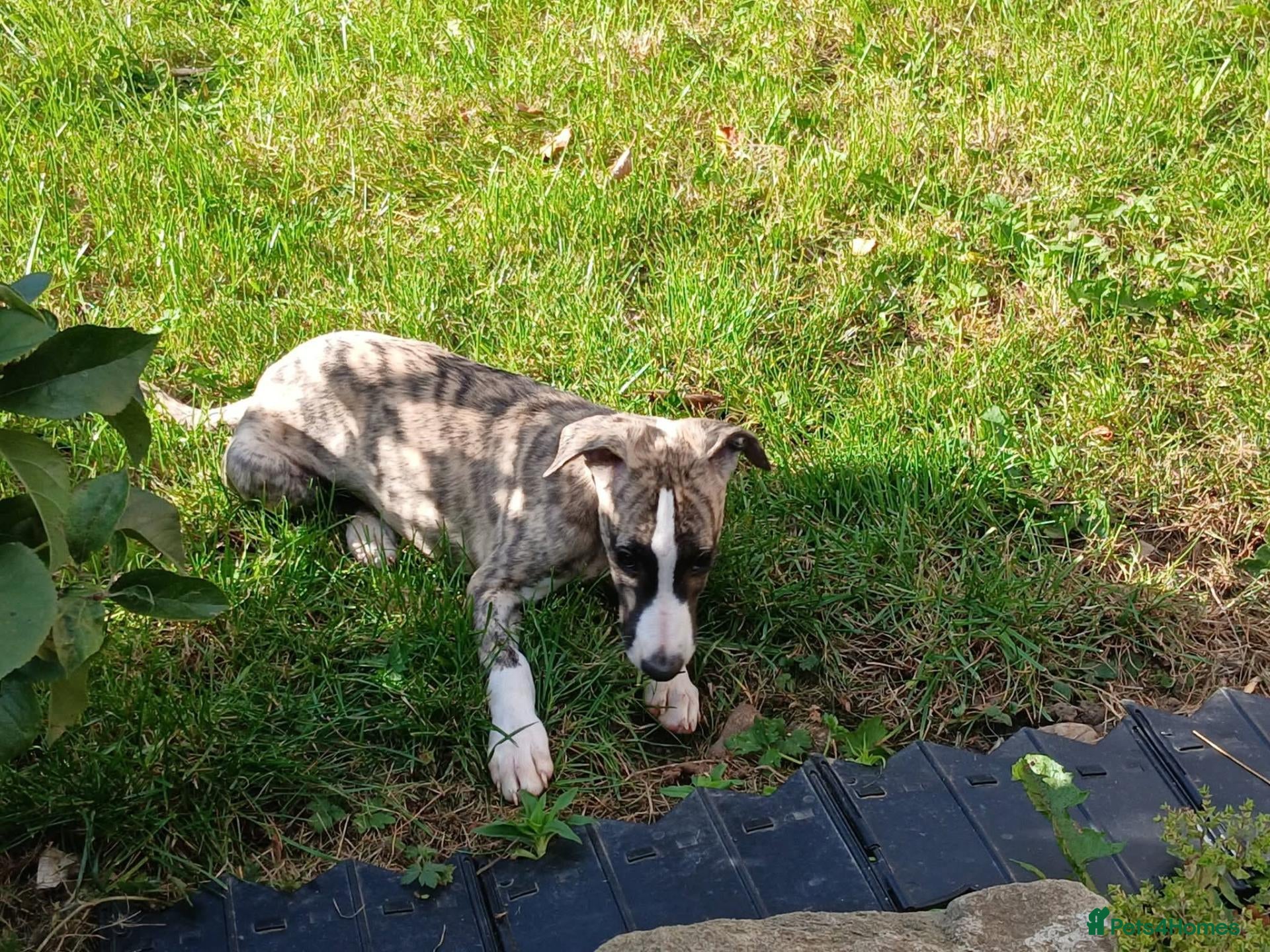 Whippet dogs KC Registered whippet puppies  - Advert 9