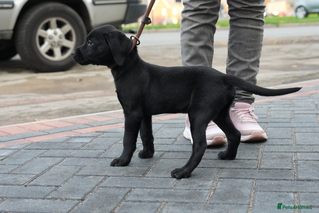 Labrador Retriever dogs for sale: Labrador puppies 2 male black KC reg - Image 8