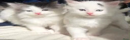 Ragdoll cats for sale: 🐾 5 Beautiful Ragdoll Cross Kittens 🐾 in Southampton - Advert 5