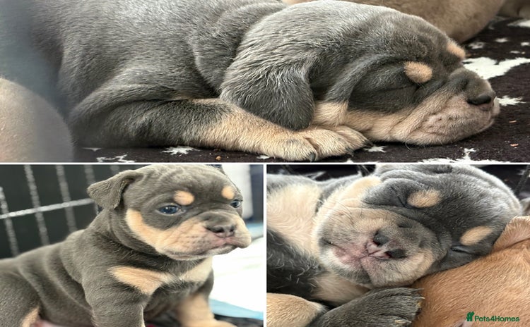 Olde English Bulldogge dogs - Advert 2