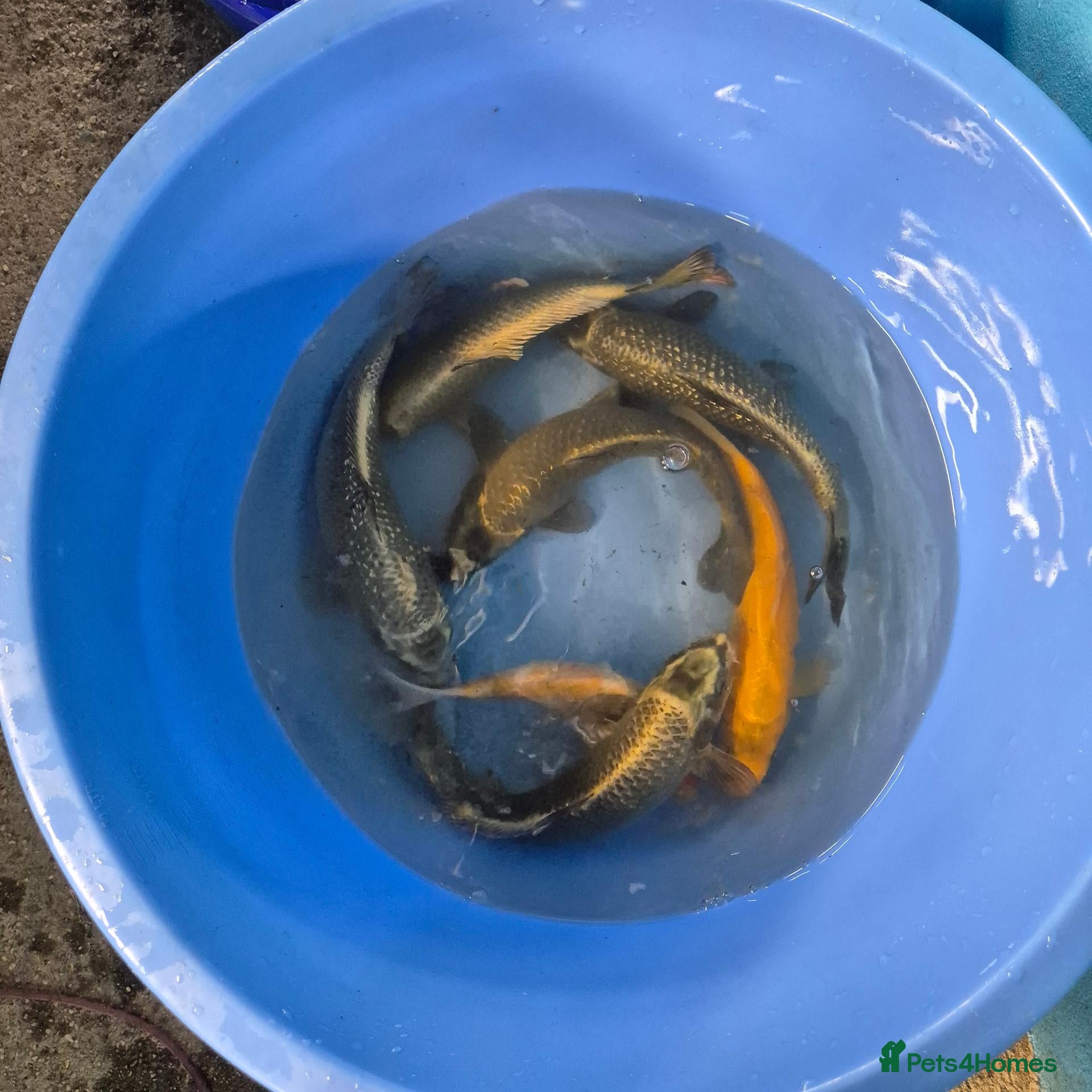 Koi Carp fish Koi carp and goldfish 🐠  - Advert 1