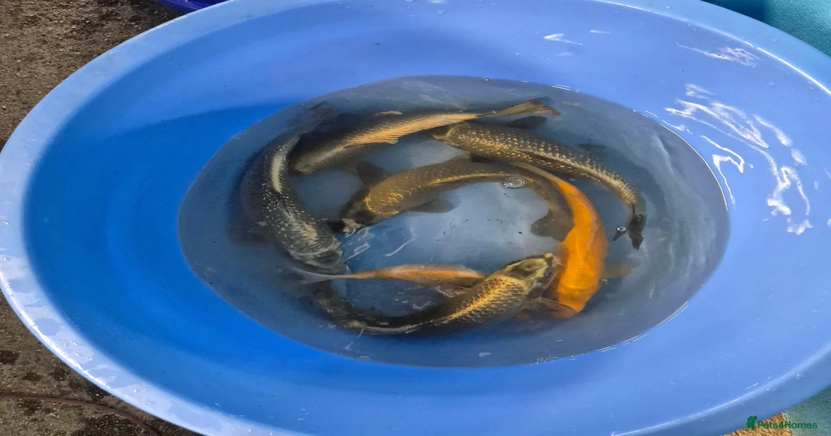 Gold Koi Carp Fish for sale | Pets4Homes