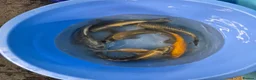 Koi Carp fish for sale: Koi carp and goldfish 🐠  in Rayleigh - Advert 1