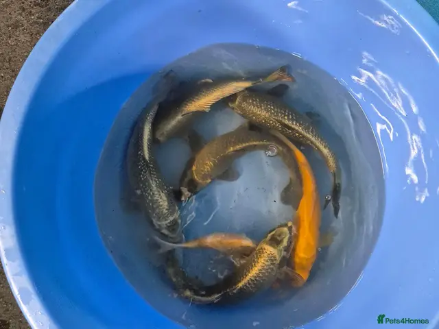 Koi Carp fish for sale: Koi carp and goldfish 🐠 - Advert 1