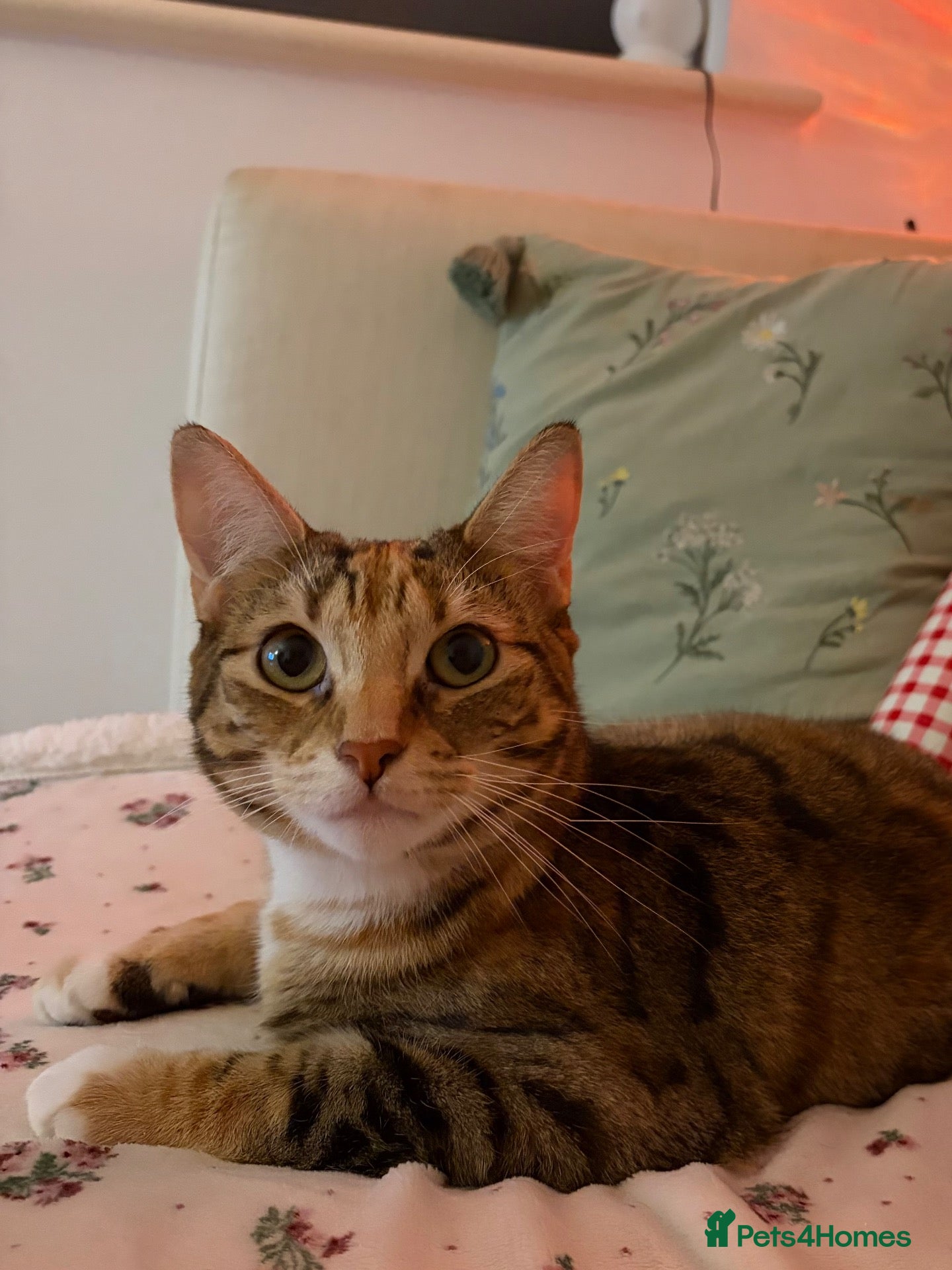 Bengal cats A beautiful Mixed Bengal Female cat - 2 years old  - Advert 1