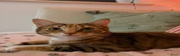 Bengal cats for sale: A beautiful Mixed Bengal Female cat - 2 years old  - Advert 1