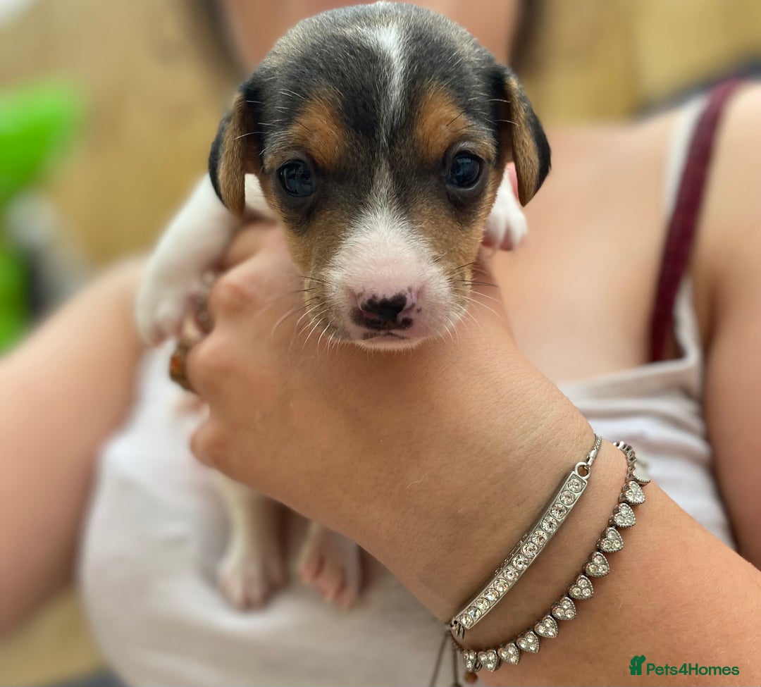Jack Russell dogs for sale: 3 gorgeous male Jack Russells - Image 3