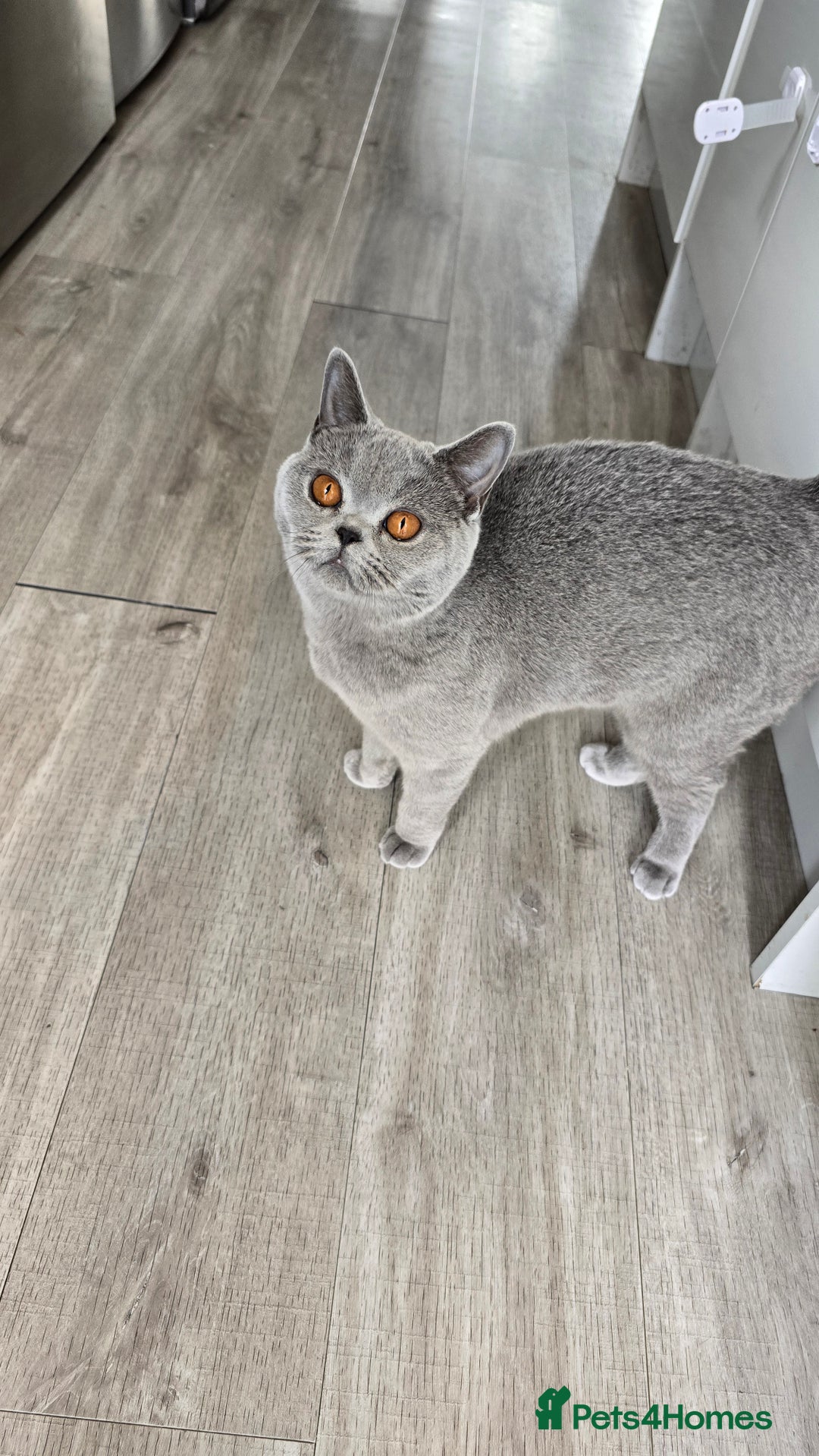 British Shorthair cats for sale: Stunning GCCF&TICA Active BSH Queen - Advert 10