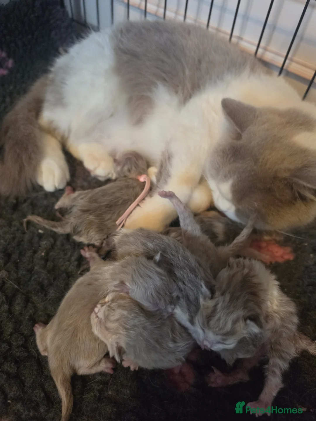 British Longhair cats for sale: TICA Registered British longhair kittens - Advert 2