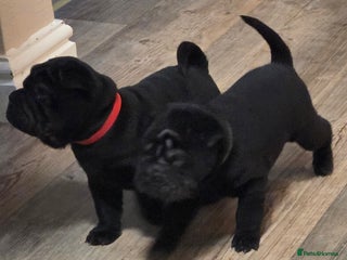 Shar Pei dogs ❤️ beautiful shar pei puppies ❤️ - Advert 21