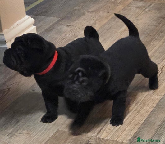 Shar Pei dogs ❤️ beautiful shar pei puppies ❤️ - Advert 16