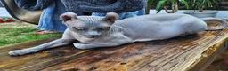 Sphynx cats for sale: SPHYNX ELF & PETERBALD KITTENS - Advert 15
