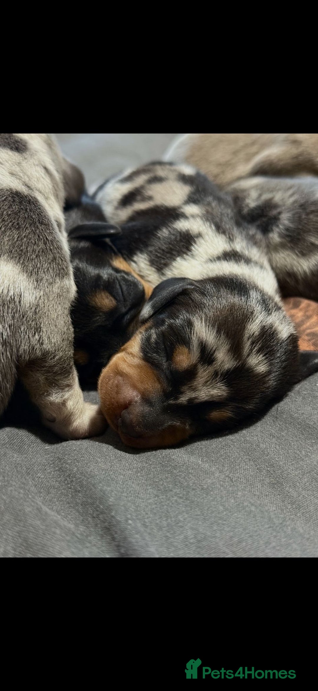 Dachshund dogs for sale: 7 Beautiful dachshund puppies  - Advert 17