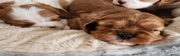 Cavalier King Charles Spaniel dogs for sale: kC reg health clear cavalier king charles pups in Chorley - Advert 5