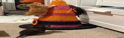 Domestic Shorthair cats for sale: 5 beautiful kittens for sale - Advert 17