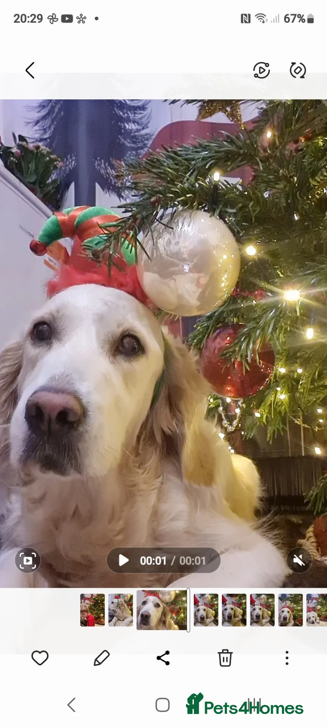 Golden Retriever dogs for sale: Golden Retriever puppies - Advert 1