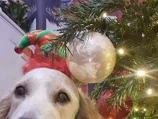 Golden Retriever dogs Golden Retriever puppies - Advert 1