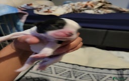 Shihpoo dogs for sale: Shitzu  - Image 19