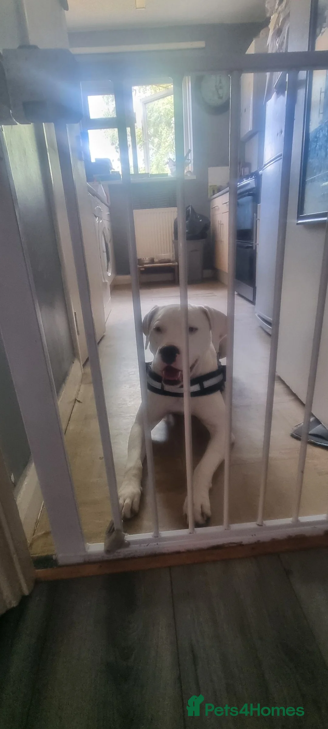 Mixed Breed dogs for sale: Americian bulldog cross  in Tipton - Advert 4