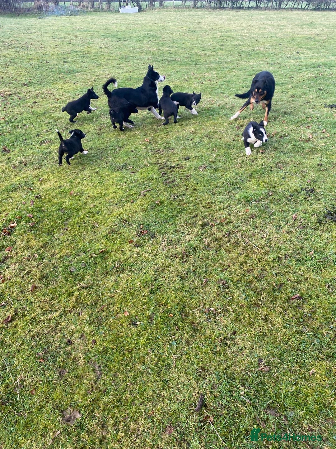 Mixed Breed dogs for sale: Beautiful Kelpie X Border Collie Puppies For Sale - Advert 10