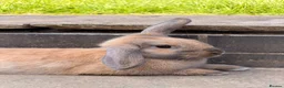 Mixed Breed rabbits for sale: Bert & Ernie  in Derby - Advert 6
